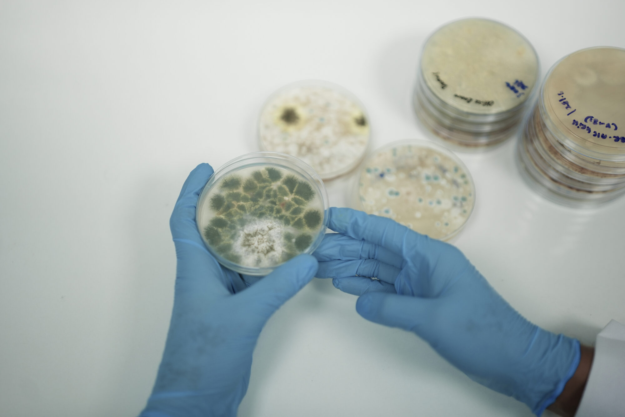 Mold testing Dubai