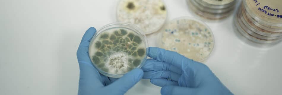 Mold testing Dubai