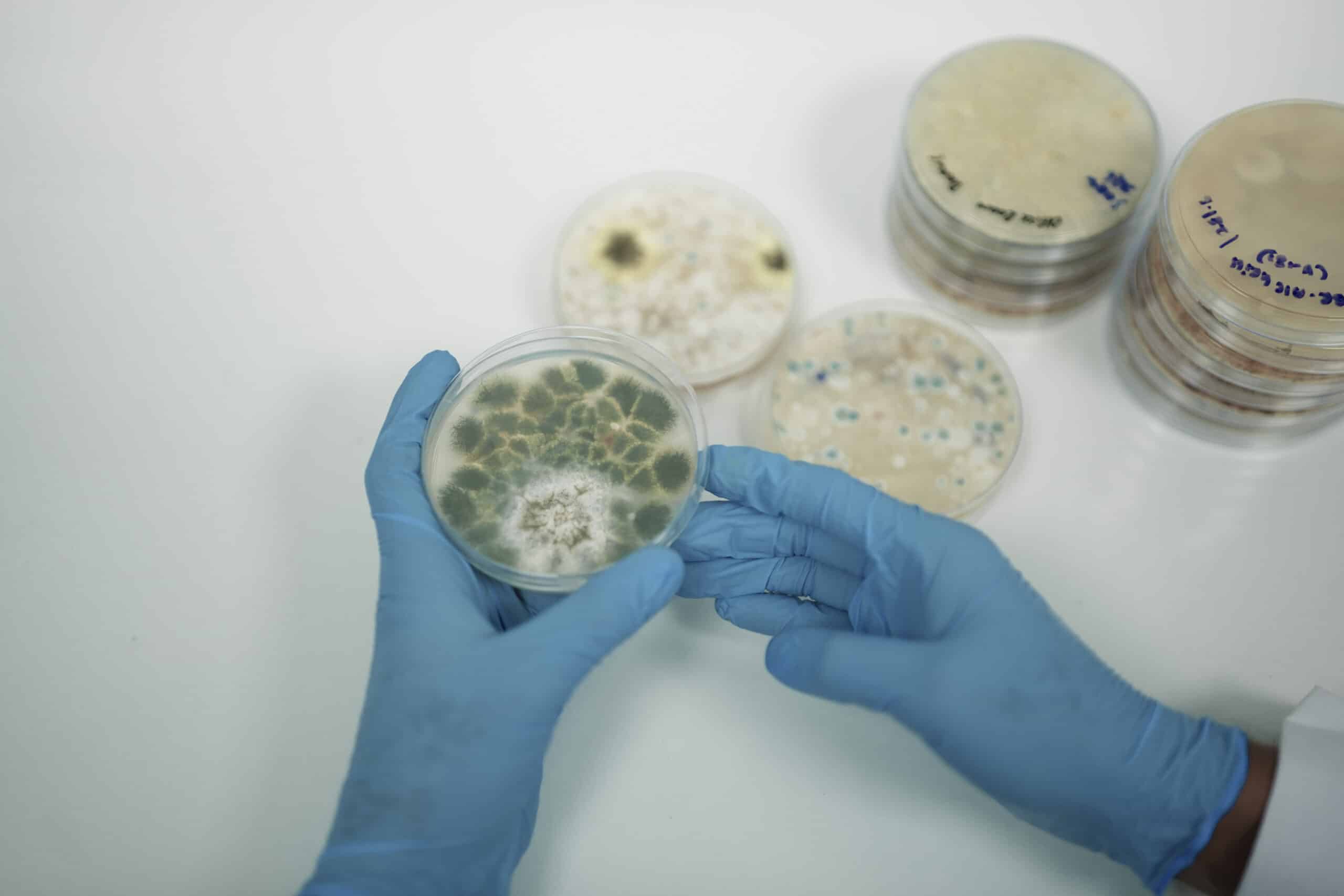 Mold testing Dubai