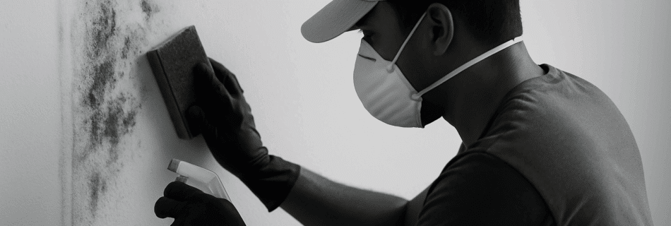 5 Essential Insights for Eco-friendly Mold Removal Dubai: LocalPack, FAQs & Expert Guidance
