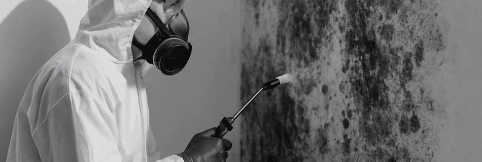 5 Essential Insights on Mold Remediation Services Dubai: Safe and Eco-Friendly Solutions