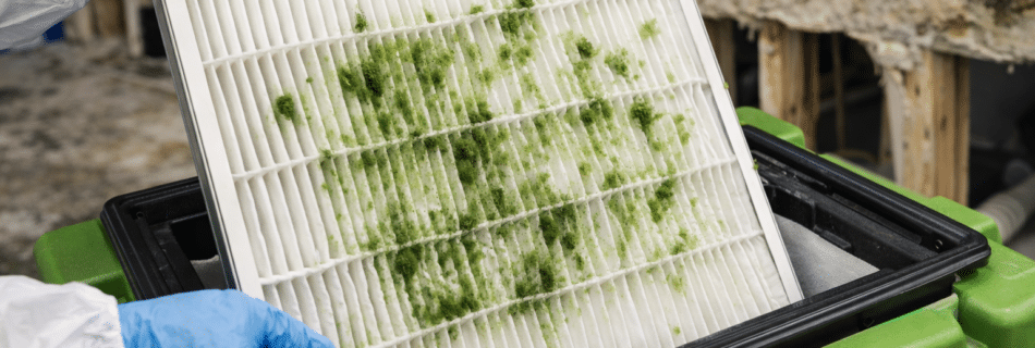 in mold remediation jobs