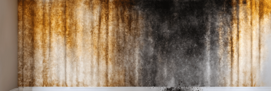 How to Deal with Black Mold on Wall Safely 2026 - IAC2 certified inspector conducting wall mold assessment in Dubai villa using moisture metre and thermal imaging